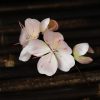 New handmade intangible cultural heritage velvet flower hair clip, Chinese-style mamian skirt, little peach blossom hair accessory, gentle style niche gift